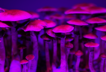 Oregon Licenses First Psychedelic Service Center in the Nation
